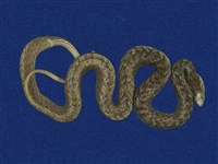 藏品(茶斑蛇)的圖片